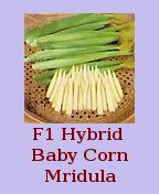 F1 Hybrid Baby Corn Mridula Seeds