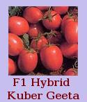 F1 Hybrid Kuber Geeta Seeds