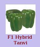 F1 Hybrid Tanvi Seeds