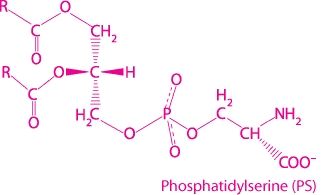 Phospatidyl Serine