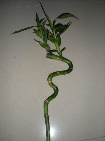 Curly Lucky Bamboo