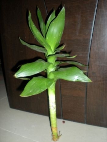 Lotus Bamboo With Leaves
