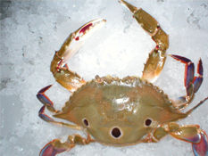 Frozen Crabs