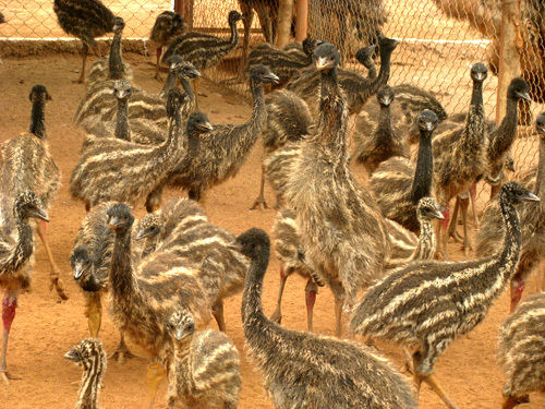  EMU पक्षी