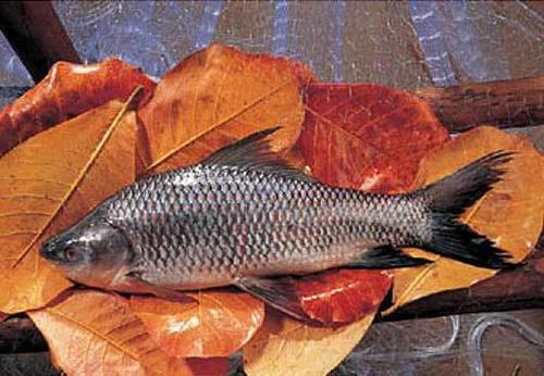 Rohu Fish