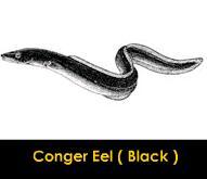 Conger Eel Fish