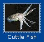 Cuttle Fish