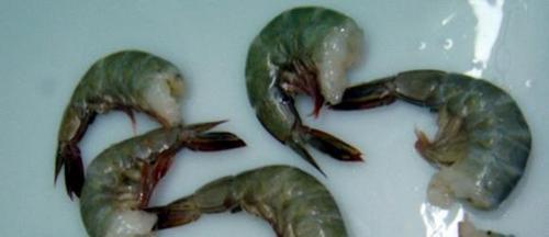 Poovalan Shrimps