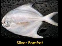 Silver Pomfret Fish