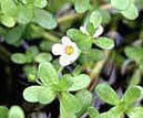 Bacopa Monneri 