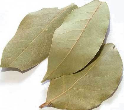 Bay Leaf