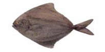 Black Pomfret Fish