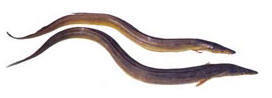 Conger Eel Fish