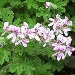 Geranium Oil