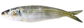 Oil Sardine Fish