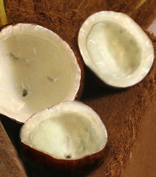 Coconut Copra - Natural White Copra, Premium Quality for Food and Industrial Uses