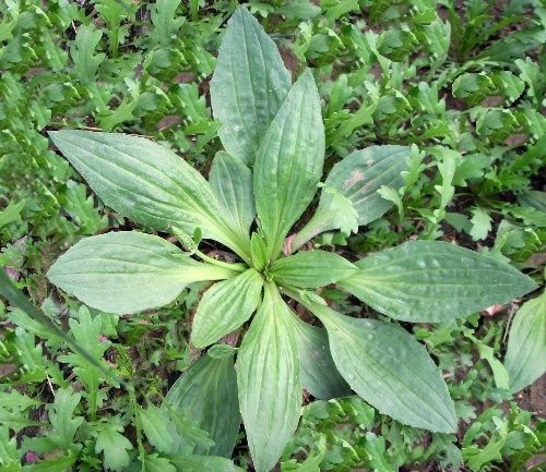 Plantago (Plantain) Powder Extract