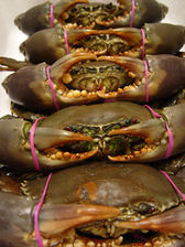 Live Mud Crabs