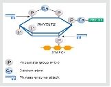 TTXP Phytase