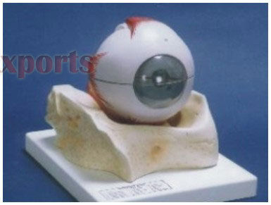 Human Eye With Muscles Model