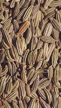 Fennel Seed