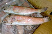 Frozen Goat Fish Fish