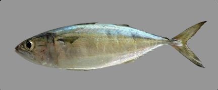 Mackeral Fish