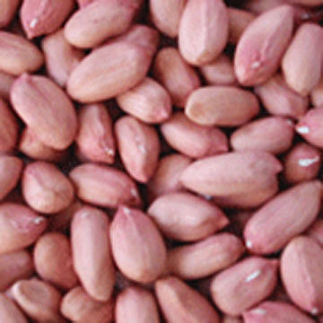 Peanut Kernels