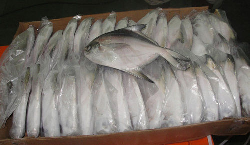 Silver Pomfret