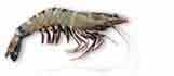 Tiger Prawn