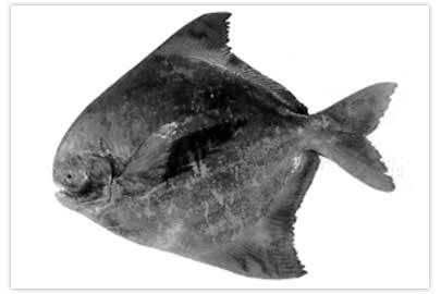 Chinese Pomfret