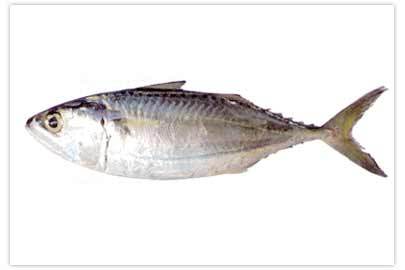 Indian Mackarel