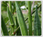 Starter Parts Okra / Ladies Finger Seeds