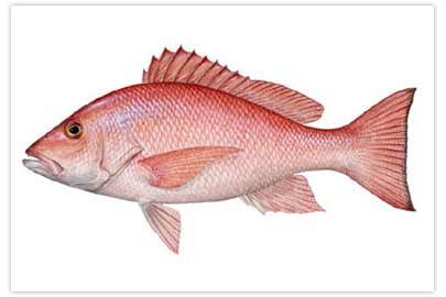 Red Snapper Fish