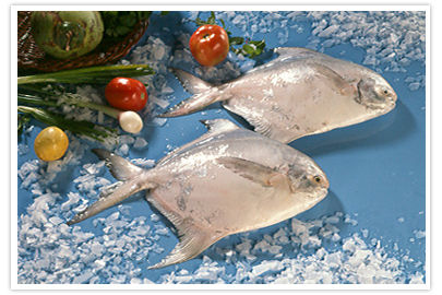 Silver Pomfret