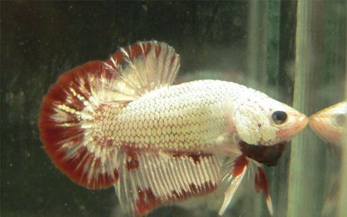 Betta Hpmk Fish