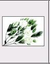Cajeput (Melaleuca Leucodendron)