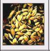 Cardamom (Elettaria Cardamomum) Application: For Printer Use