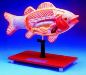 Fish Dissection Model