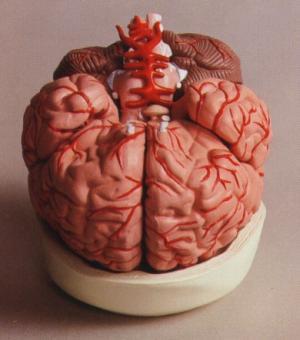 Human Brain