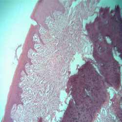 General Histology Slides