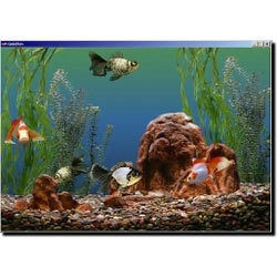 Aquarium Fishes - Various Species Available | Stress-Relief, Educational Experience, Responsibility Building