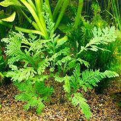 Aquarium Plants