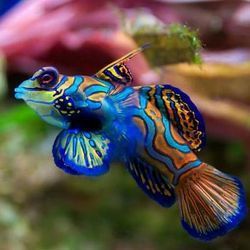 Marine Aquarium Fishes - Vibrant Underwater Creatures | Expertly Resourced, Handled with Care, Colorful Decor Elements