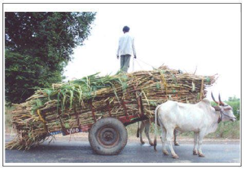 Sugarcane Ropes