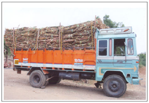 Sugarcane Tying Ropes