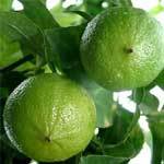 Bergamot Oil