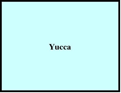 Yucca