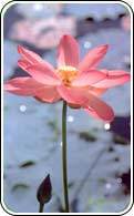 Pink Lotus Extract