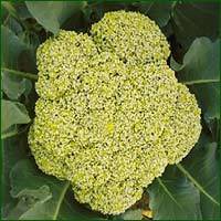 Broccoli-Green Currency Seeds